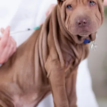 Veterinarian Giving a Brown Dog a Shot